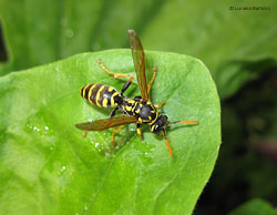 Vespa Polistes femmina