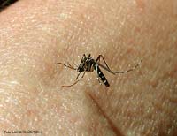 La zanzara tigre (Aedes albopictus) mentre sta pungendo