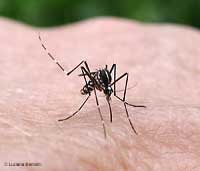 La zanzara tigre Aedes albopictus mentre sta pungendo
