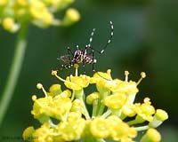 Zanzara tigre maschio sul fiore di finocchio