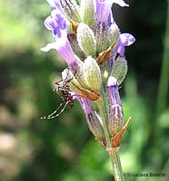 Aedes albopictus la zanzara tigre sulla lavanda