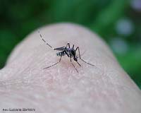 La zanzara tigre (Aedes albopictus) mentre sta pungendo