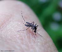 Aedes albopictus che punge