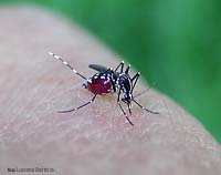 La zanzara tigre (Aedes albopictus)mentre sta pungendo