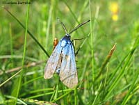 Falena Adscita sp.