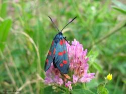 Zygaena filipendulae