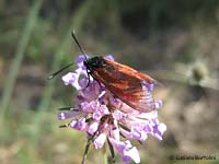 Zygaena (Mesembrynus) erythrus