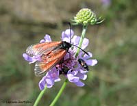 Zygaena (Mesembrynus) erythrus