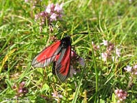 Zygaena purpuralis