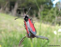 Zygaena purpuralis