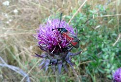 Zygaena erythrus