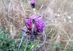 Zygaena erythrus