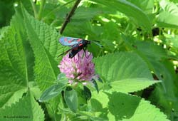 Zygaena lonicerae