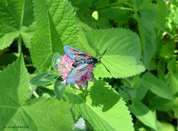 Zygaena lonicerae