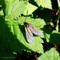 Zyganea transalpina