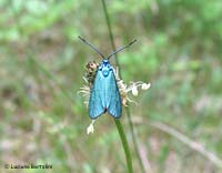 adscita sp
