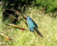 adscita sp
