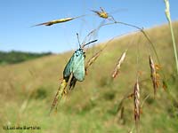 adscita sp