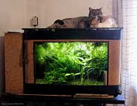 gatti abbracciati sul coperchio dell'acquario