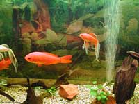 pesci rossi in acquario