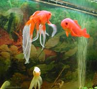 pesci rossi in acquario
