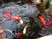 vasca con pesci rossi