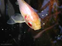 pesce varietà chiara con un occhio rosso