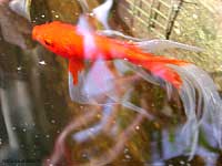Pesce rosso con pinne a velo