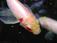 pesce chiaro con un occhio rosso