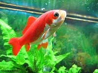 pesce rosso pinne normali