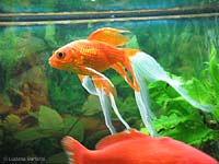 pesce rosso pinne a velo