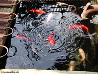 vasca con pesci rossi