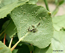 Afidi Chaitophorus sp.