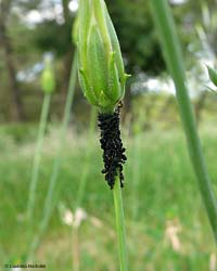 Afidi di colore nero