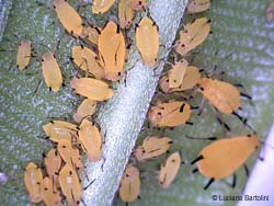 Afidi gialli - Aphis nerii Afidi gialli - Aphis nerii
