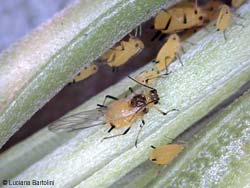 Aphis nerii l'afide giallo