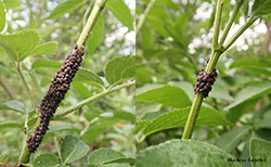 Aphis sambuci Aphis sambuci