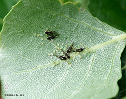 Afidi Chaitophorus sp. Afidi Chaitophorus sp.