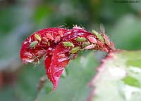 Afidi sulle giovani foglie di rosa Macrosiphum rosae