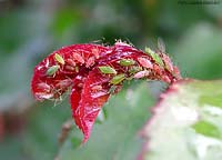 Afidi su un germoglio di rosa