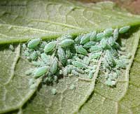 Afidi verdi sotto una foglia di salvia