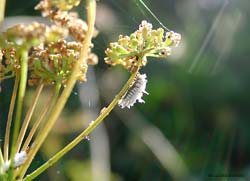 Larva di coccinellide Scymnus sp. che si ciba di afidi