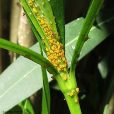 Aphis nerii l'afide giallo sull'oleandro