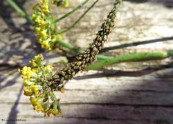 Afidi su un rametto di Foeniculum vulgare