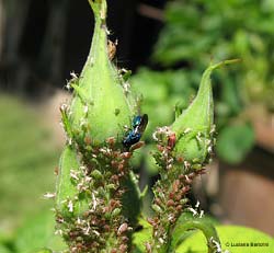 Afidi Macrosiphum rosae sui boccioli di rosa 