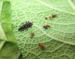 Larva di coccinella che mangia un afide