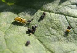 Larva di coccinella gialla che mangia un afide