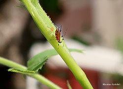 Macrosiphum rosae