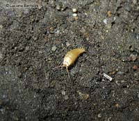 Atelura formicaria