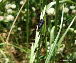 Mystacides azurea